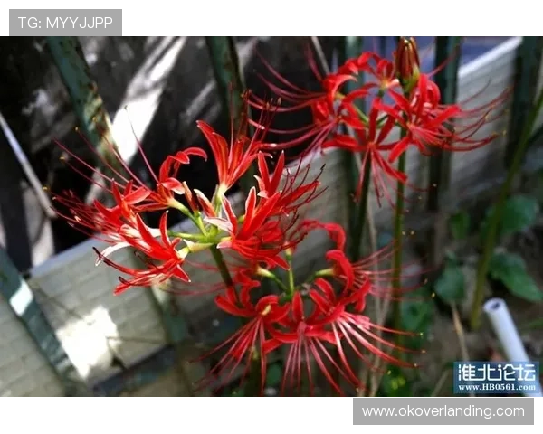 必赢亚洲网址如何保障玩家资金安全与隐私保护为你提供最专业的解决方案